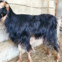 2، بز آبستن ترکی هیکلی جوان در وحدتیه|حیوانات مزرعه|وحدتیه, |دیوار