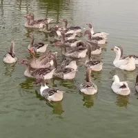 غاز|حیوانات مزرعه|چاف و چمخاله, |دیوار