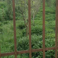 فروش-باغ-چای