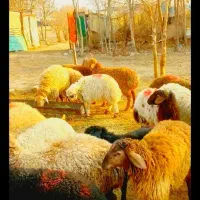 فروش گوسفند زنده تعاونی  .گوسفند خونی
