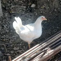فروش انواع خروس و اردک معمولی و اسراییلی