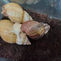 حلزون اچاتینا