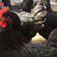 فروش مرغ محلی نژادگلپایگان