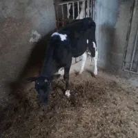 گوساله قطع شیر