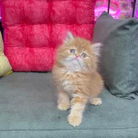 شهر گربه های بانمک ( پرشین اسکاتیش بریتیش )|گربه|شیراز, دروازه اصفهان|دیوار