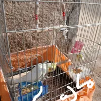 عروس هلندی|پرنده|چمران, |دیوار