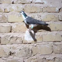 کفتر فروشی|پرنده|تربت‌حیدریه, جانبازان|دیوار