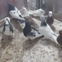 تعدادی کبوتر نرو ماده|پرنده|شیروان (خراسان), |دیوار