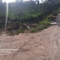 باغ ویلایی در کوی پزشکان تازه کند