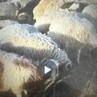 بره پروار350000