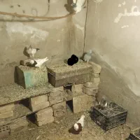کفتر