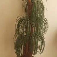 درختچه