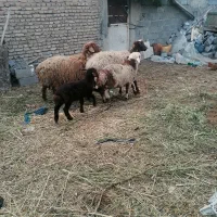 یک شیشک با بره و یک میش جوان با بره