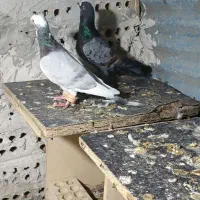 کفتر پرشی به شرط|پرنده|تربت جام, جامرود|دیوار