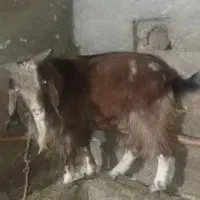 چپش نر|حیوانات مزرعه|دورود, |دیوار