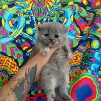 گربه اسکاتیش|گربه|گرگان, |دیوار