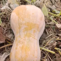 کدوحلوایی