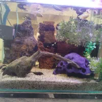 اکواریوم ماهی