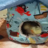 خونه گوگولی عروس و کوتوله