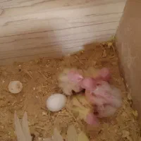 جوجه عروس  لوتینو|پرنده|مشهد, نیزه|دیوار