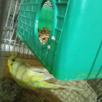 یک عدد مرغ عشق