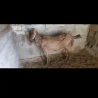 بز پاکستانی ماده