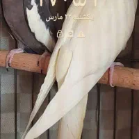 جفت عروس هلندی