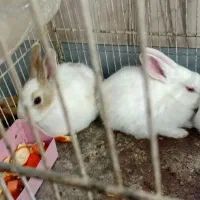 سه عدد خرکوش سفید چشم شرابی