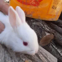 خرگوش|موش و خرگوش|لنجان, |دیوار