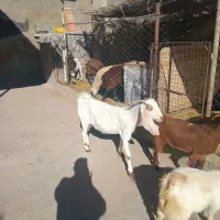 بز وگیسه آبستن نژاد دار|حیوانات مزرعه|کرمان, |دیوار