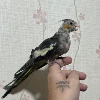 عروس جفت با جوجه