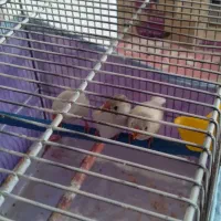 فنچ نر ماده سفید|پرنده|شاهینشهر, گرگاب|دیوار