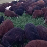 300تا بره نر وماده فروشی
