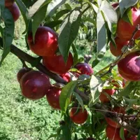 فروش ۱۳ هکتار باغ و مزرعه زیبا و دلنشین