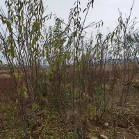 نهال ۳ساله بادام فرانیس