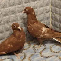 کفتر|پرنده|شیراز, شهرک بهار|دیوار