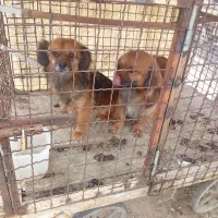 پاکوتاه نروو ماده