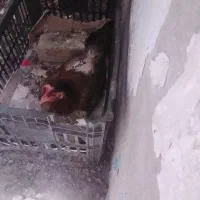 مرغ کت