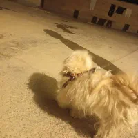 سگ پاکوتاه|سگ|بهبهان, |دیوار