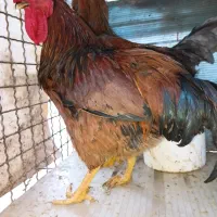 خروس