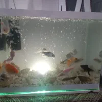 آکواریوم نو تمیز با همه وسایل وماهی ها