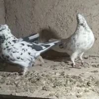 کبوتر تیرماهیی