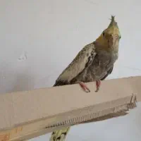عروس هلندی بالغ