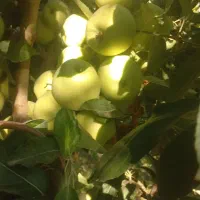 نیروی کار  اکیپ برای چیدن سیب سلماس ا