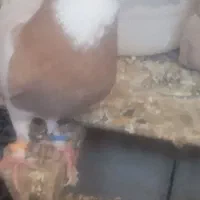 کفترطوقی‌ذات‌هفرنگ‌|پرنده|شامکان, |دیوار