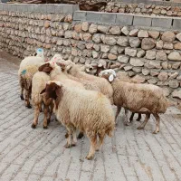 10راس گوسفند شک شیره دار ابستن