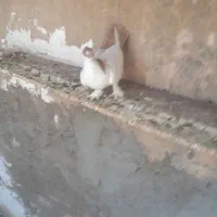 چند عدد کبوتر  خوب دونه ای ۲۳۰