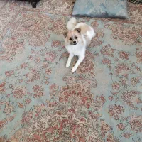 سگ پامر اشپیتز ۷ ماهه، ماده