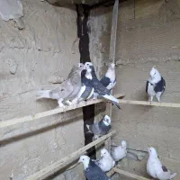 کفتر پرشی شازده و هما.طوقی|پرنده|ری, حمزه‌آباد|دیوار