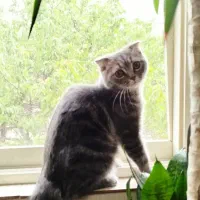 گربه|گربه|بجنورد, |دیوار